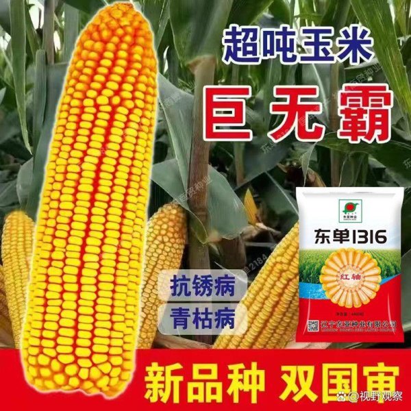 昆明配资开户 东单1316玉米种子：全区域适配的高产抗逆新选择